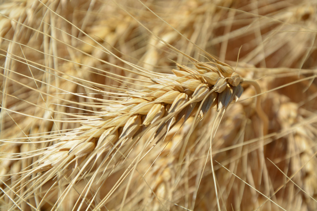 Gluten and Health: What Ciência Really Says