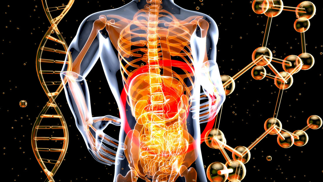 Saúde intestinal: a chave para a absorção de nutrientes e a vitalidade